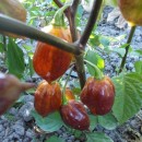 SEMINTE ARDEI IUTE - AI 44 PIMENTA MORANGA X TRINIDAD SCORPION - NEIZOLAT - Img 7