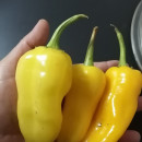 SEMINTE ARDEI IUTE - AI 64 ASTI GOLD CHILLI - NEIZOLAT