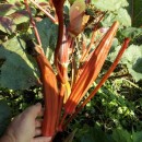 SEMINTE BAME - D 130 JING ORANGE OKRA