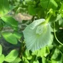 SEMINTE CLITORIA TERNATEA - D 17 - Img 3