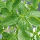 SEMINTE - D. 25 BUSUIOC LEMON