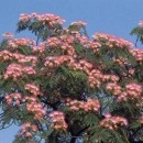 SEMINTE - D. 37 SALCAM DE MATASE - ALBIZIA JULIBRISSIN