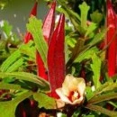 SEMINTE - D. 71 BAME ROSII BURGUNDY - OKRA