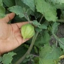 SEMINTE - D.79 PHYSALIS EDULIS - SCHONBRUNNER GOLD - Img 2