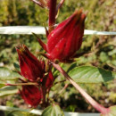 SEMINTE HIBISCUS PENTRU CEAI - D 205 HIBISCUS SABDARIFFA - ROSELLE