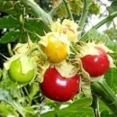 SEMINTE LITSCHI TOMATE - T. 295 SOLANUM SISYMBRIFOLIUM - Img 1