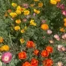 SEMINTE MAC CALIFORNIAN - ESCHSCHOLZIA CALIFORNICA - MIX - D 143 - Img 5