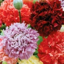 SEMINTE MAC DE GRADINA -D 141 PAEONY DOUBLE MIXED