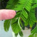 SEMINTE MIMOSA PUDICA - D 168 - Img 4