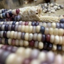 SEMINTE PORUMB POPCORN - GLASS GEM - P 11 - Img 6