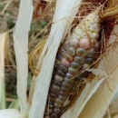 SEMINTE PORUMB POPCORN - GRUNPERL P 26 - Img 4