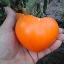 SEMINTE ROSII INIMA DE BOU - T.171 ORANGE STRAWBERRY