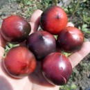 SEMINTE ROSII NEGRE - T. 110 H 34 ROT - JOLIE COEUR