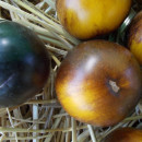 SEMINTE ROSII NEGRE - T 901 CHOCOLATE MARMALADE