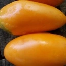 SEMINTE ROSII - T 1116 GOLDEN BANANA