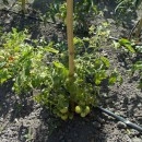 SEMINTE ROSII - T. 159 LAMBADA - Img 2