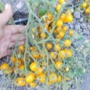 SEMINTE ROSII - T. 220 YELLOW CENTIFLOR