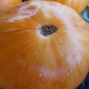 SEMINTE ROSII - T 491 ORANGE JAZZ- BIGLY - Img 3