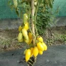SEMINTE ROSII - T. 67 BANANA CREAM - Img 1