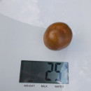 SEMINTE ROSII - T 725 STICK BROWN - Img 3