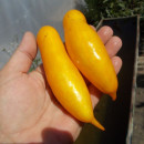 SEMINTE ROSII - T 738 BANANEN PLATANO - Img 3