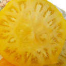 SEMINTE ROSII - T 805 JAKKASS YELLOW DWARF - Img 2