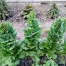 SEMINTE SALATA - D 114 SYRIAN LETTUCE - Img 3