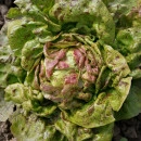 SEMINTE SALATA - D 176 STRAWBERRY CABBAGE LETTUCE - Img 8