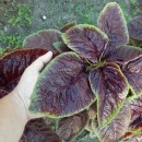 SEMINTE SPANAC CHINEZESC - D 134 CHINESE MULTICOLOR SPINACH