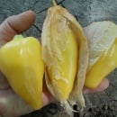 SEMINTE TOMATILLO - D 217 QUEEN OF MALINALCO