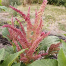 SEMINTE AMARANT - D 191 RIO SAN LORENZO II - Amaranthus hypochondriacus - Img 3