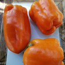 SEMINTE ARDEI - A 39 ORANZHEVYY PAPRIKA