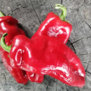 SEMINTE ARDEI - A 62- PALOMA RED PAPRIKA - Img 4