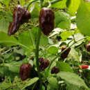 SEMINTE ARDEI IUTE - AI 129 BHUTLAN CHOCOLAT - neizolat - Img 2