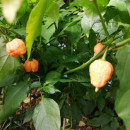 SEMINTE ARDEI IUTE - AI 132 CAROLINA REAPER PEACH neizolat - Img 5