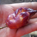 SEMINTE ARDEI IUTE - AI 93 PINK TIGER X REAPER PEACH (PHENO) - NEIZOLAT - Img 7