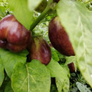 SEMINTE ARDEI VIOLET - A 75 BAGHEERA - Img 2