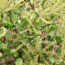 SEMINTE BUSUIOC - D 156 TULSI MTULE A FEUILLES LISSES