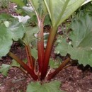 SEMINTE - D.44 RUBARBA - REVENT - RHEUM RHABARBARUM