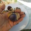 SEMINTE - D. 77 TOMATILLO VIOLET - PURPLE DE MILPA - Img 5