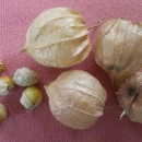 SEMINTE - D.79 PHYSALIS EDULIS - SCHONBRUNNER GOLD - Img 3