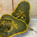 SEMINTE DOVLEAC - GUATEMALAN GREEN AYOTE - D 31