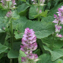 SEMINTE IARBA SFANTULUI IOAN - SALVIA SCLAREA - D 164