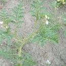 SEMINTE LITSCHI TOMATE - T. 295 SOLANUM SISYMBRIFOLIUM - Img 2