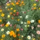 SEMINTE MAC CALIFORNIAN - ESCHSCHOLZIA CALIFORNICA - MIX - D 143 - Img 3