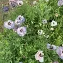 SEMINTE MAC - PAPAVER AMAZING GREY - D 138 - Img 4