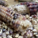SEMINTE PORUMB POPCORN - P 02 - Img 4