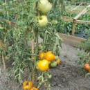 SEMINTE ROSII INIMA DE BOU - T.171 ORANGE STRAWBERRY - Img 3