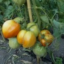SEMINTE ROSII INIMA DE BOU - T. 36 BOSNISCHE FLEISCHTOMATE - Img 3