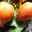 SEMINTE ROSII INIMA DE BOU - T 699 MAREK S POINTY HEART